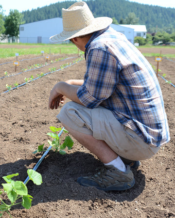 Person in a plaid shirt and hat tending to plants in a garden
