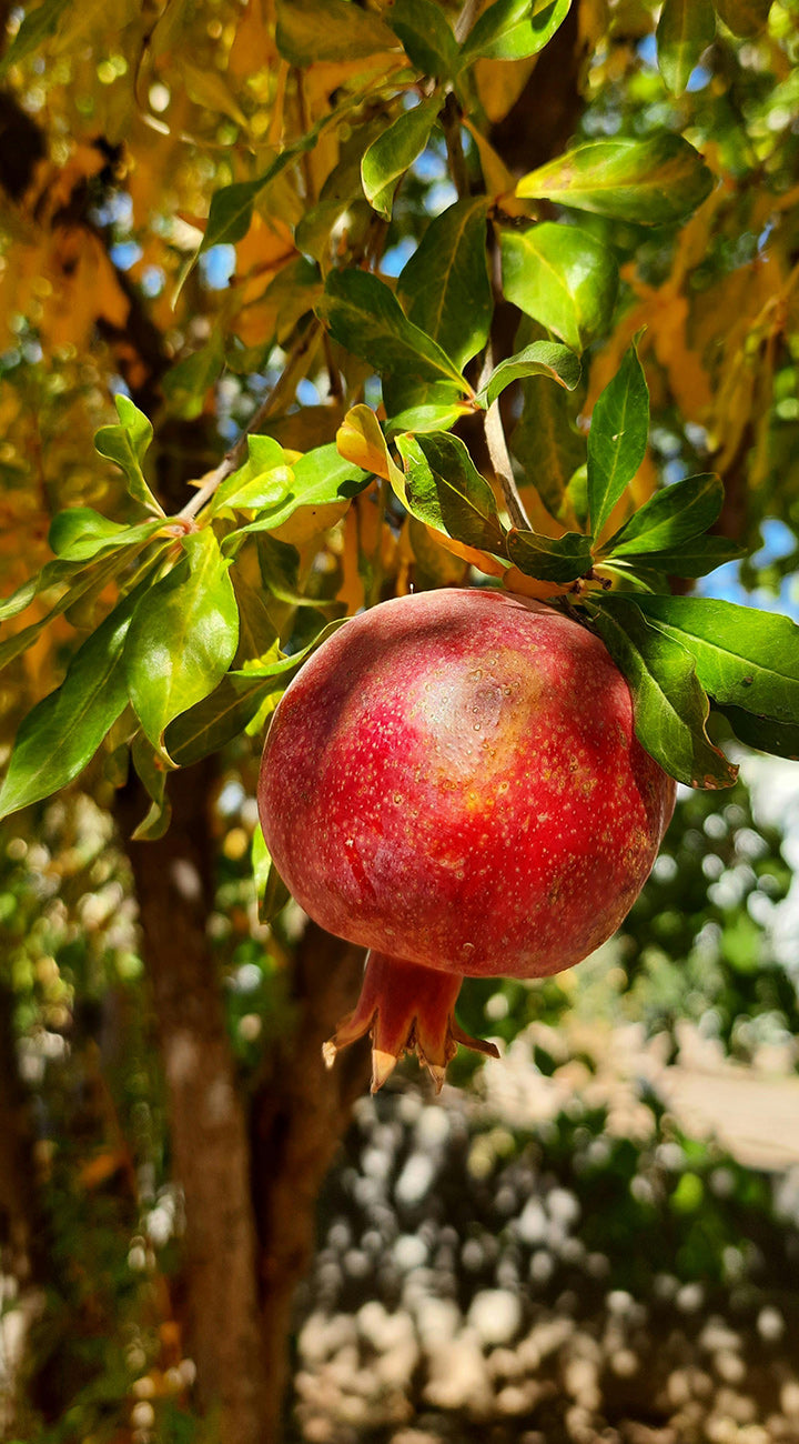 Ripe pomegranate hanging from a tree with green leaves.