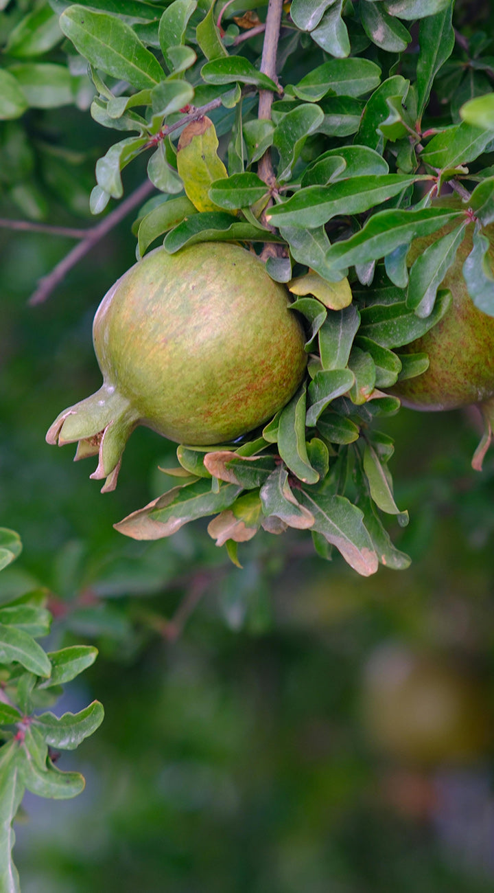Green pomegranate fruit on a tree branch with leaves
