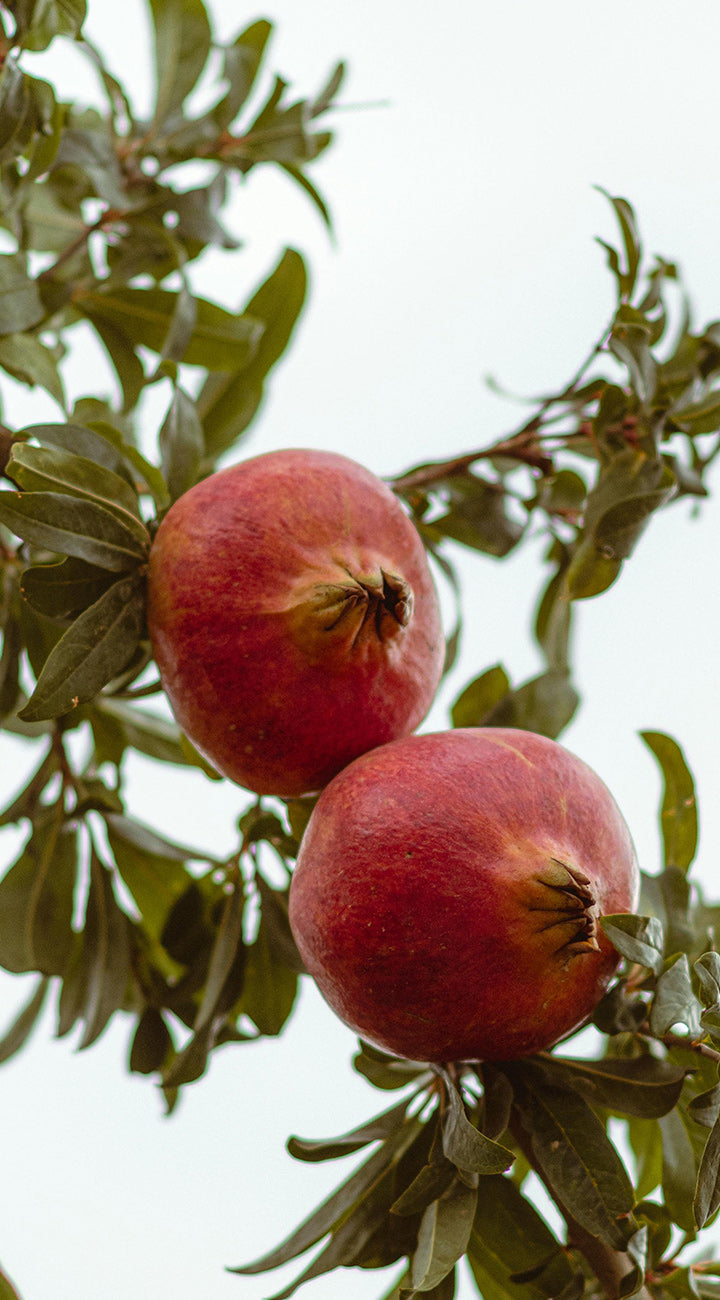 Two pomegranates hanging from a tree branch with green leaves.