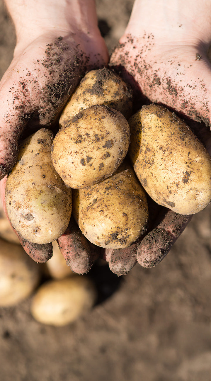 Hands holding a bunch of dirty potatoes with a blurred natural background