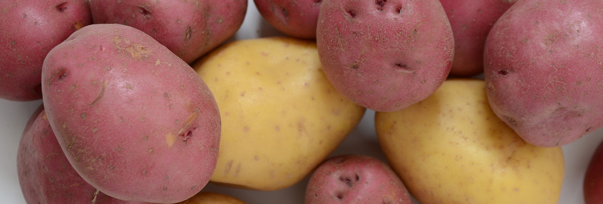 Red and yellow potatoes on a white background