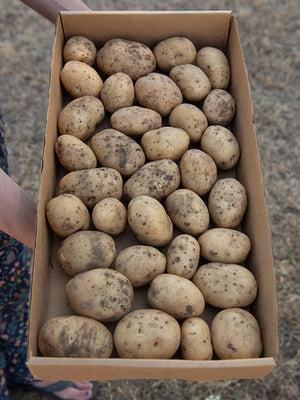 Box of potatoes held by a person on a blurred background
