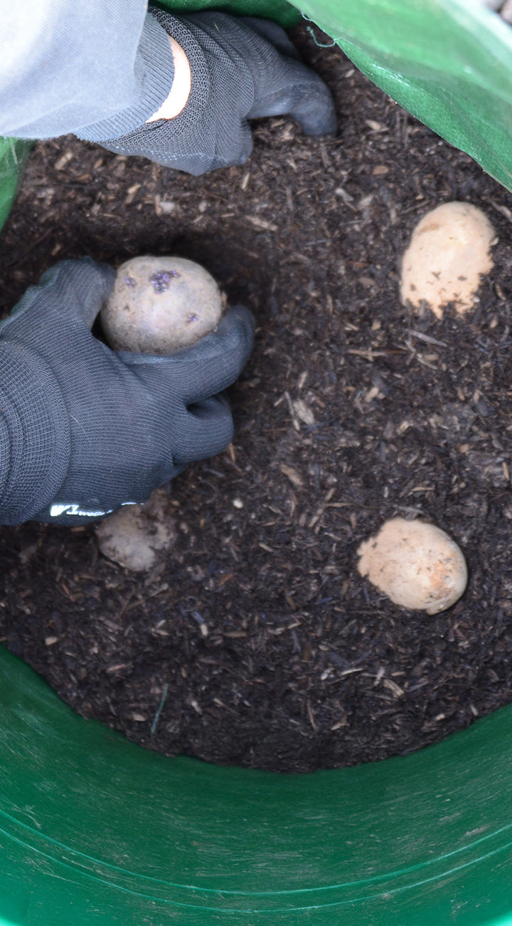 Top view of Russet Burbank mini tubers with gloved hands placing one into soil in a green planting bucket