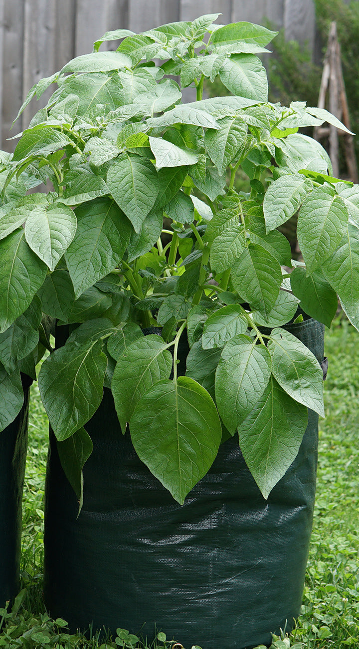 Potatoes growing in a black container on grass