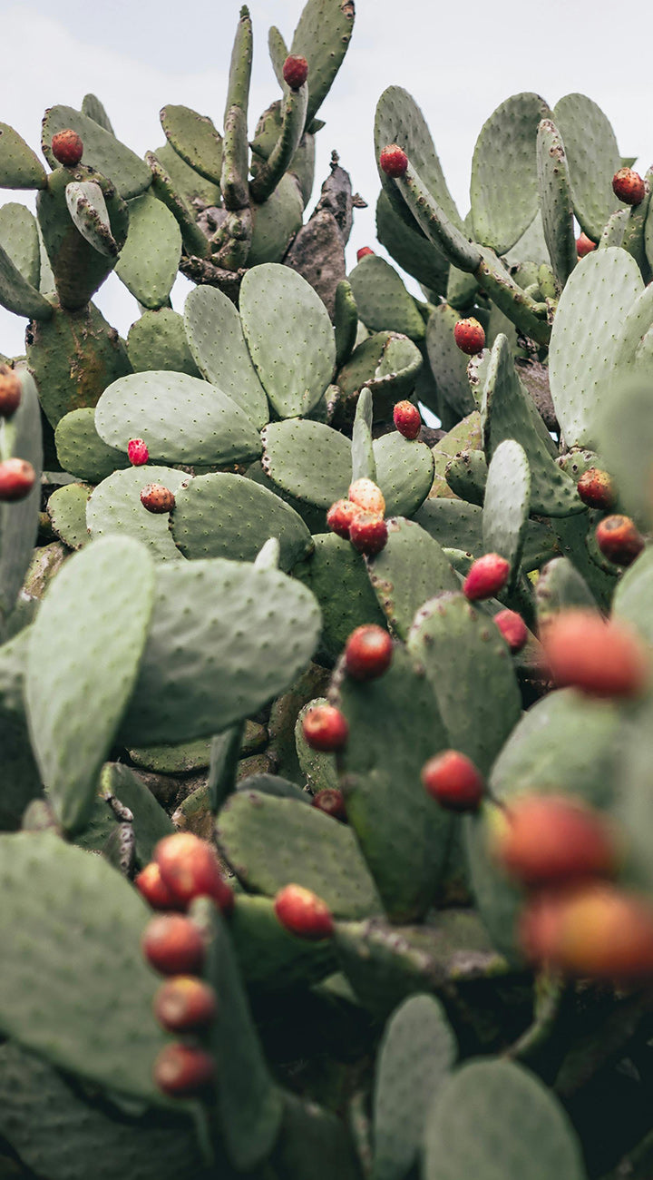Close-up of a prickly pear cactus plant with green pads and red berries against a blurred background