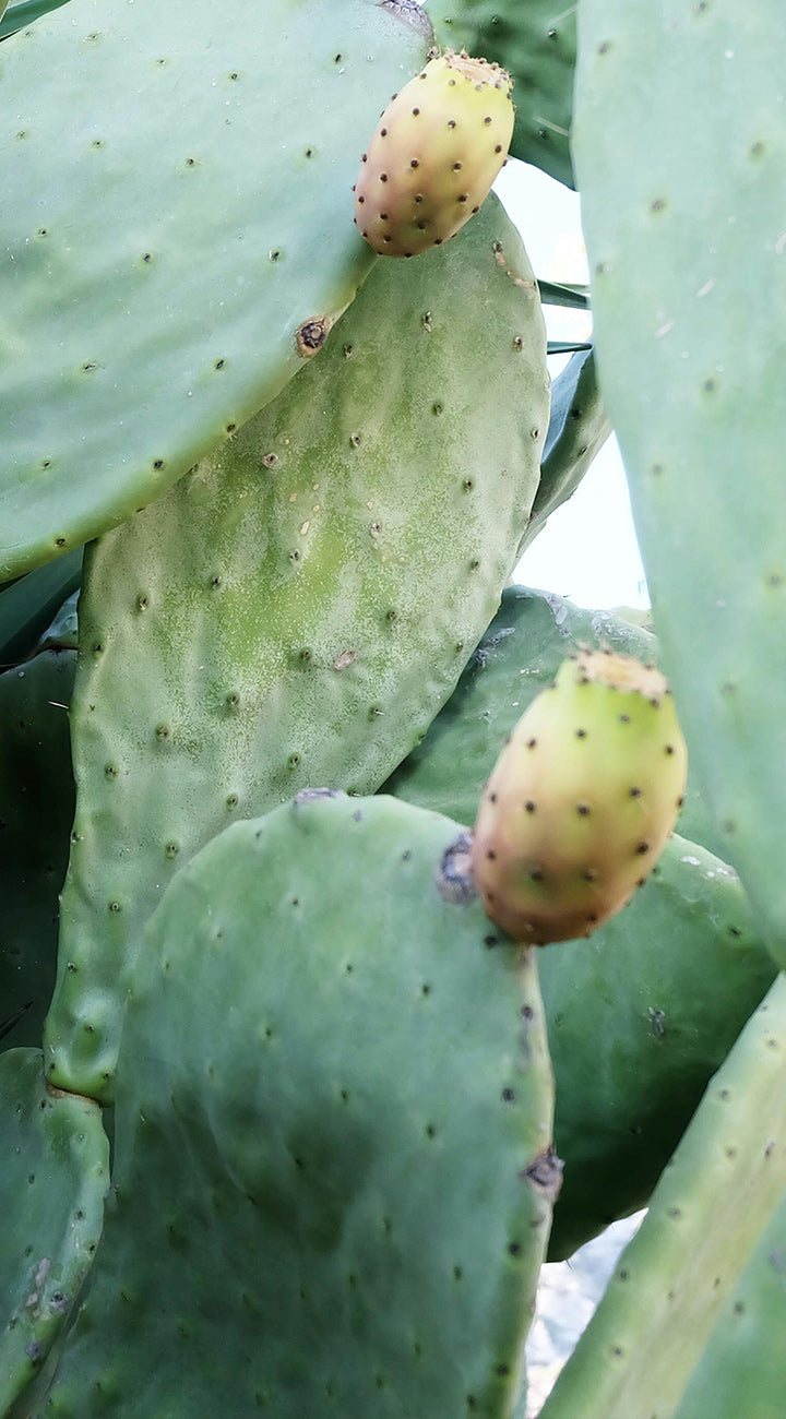 Close-up of a prickly pear cactus with green pads and yellowish-green fruits.