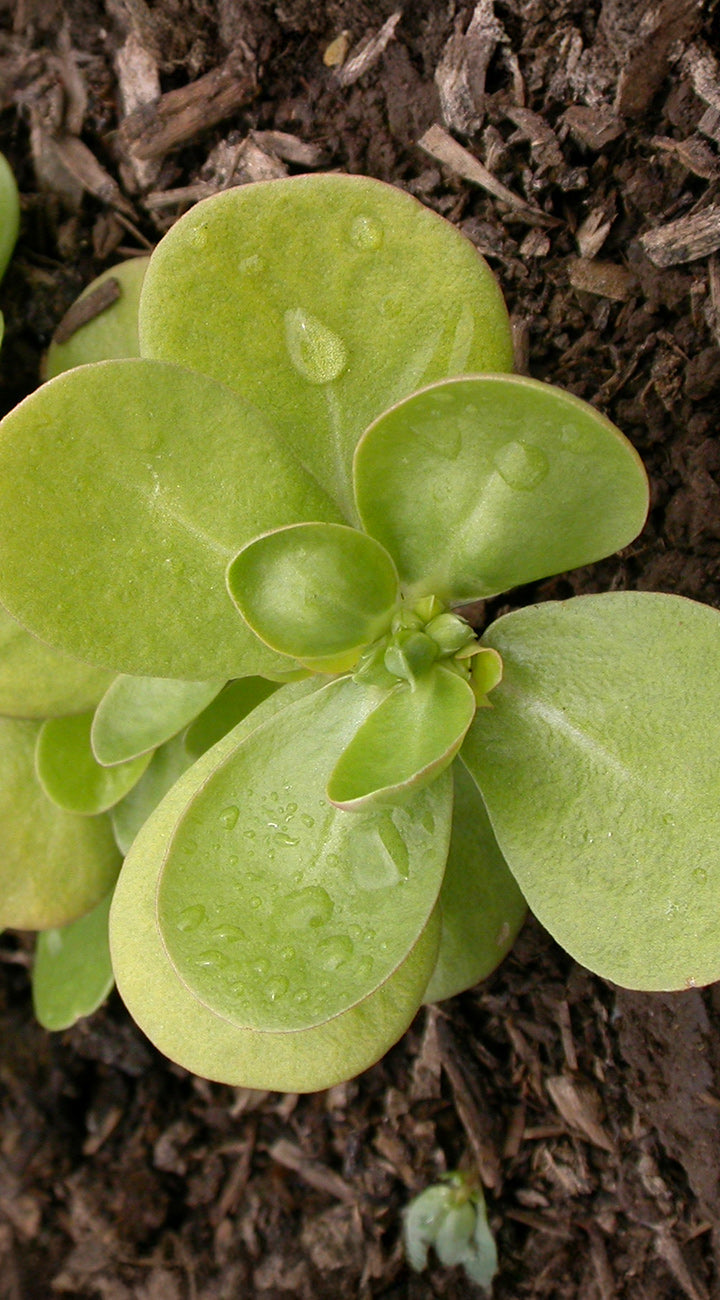 Close-up of a greenpurslane plant with water droplets on leaves against a brown soil background.