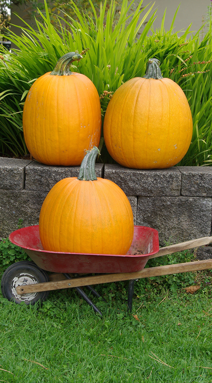 Three pumpkins on a red wheelbarrow with grass and stone wall in the background