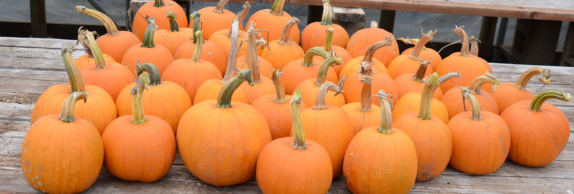 Row of orange pumpkins on a wooden surface