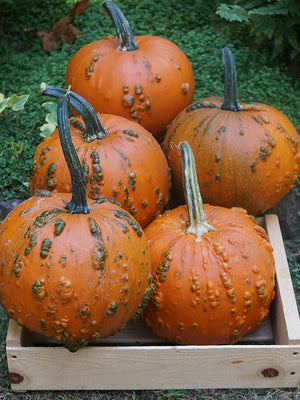 Five orange pumpkins with green stems on a wooden crate against a natural background.