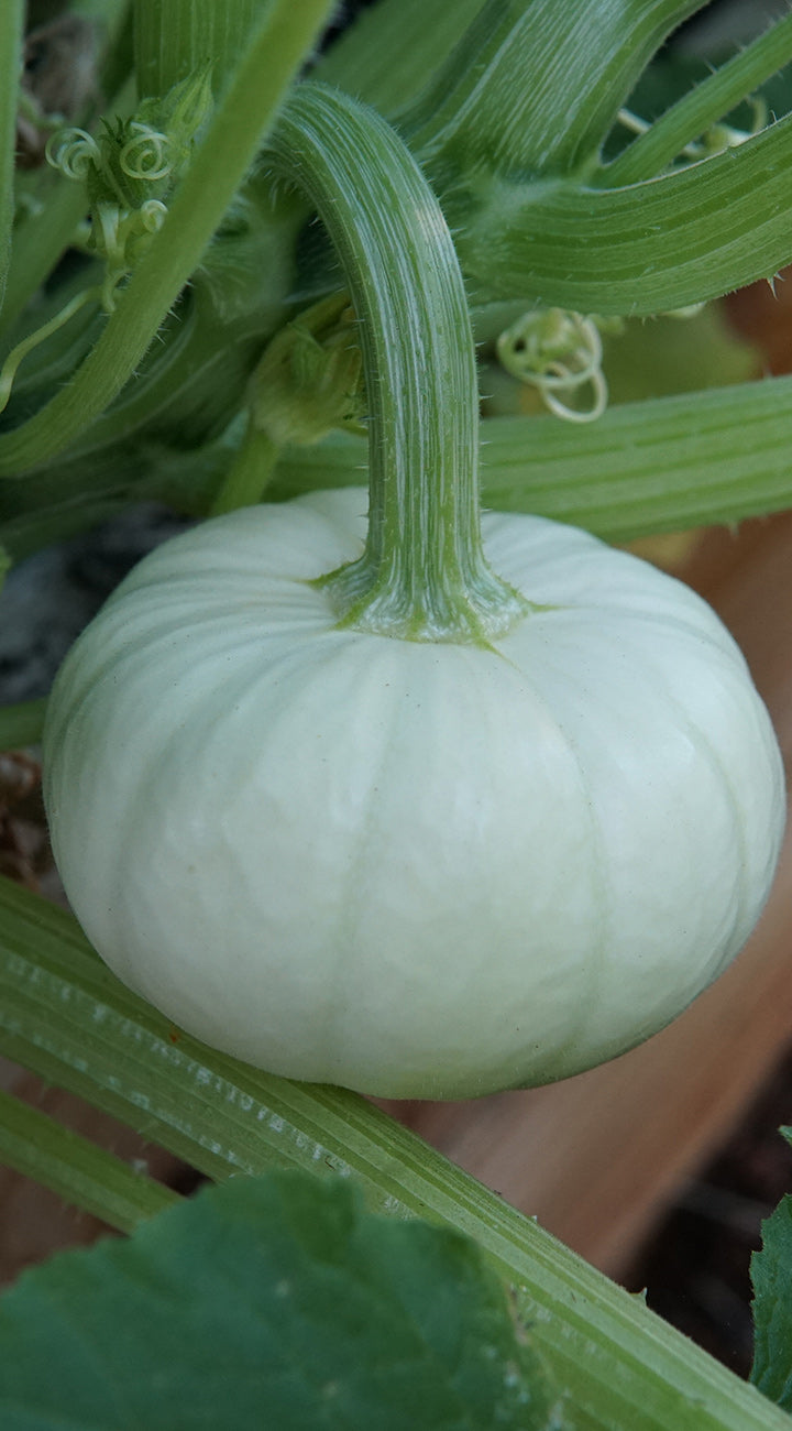 Small green pumpkin growing on a vine with leaves.