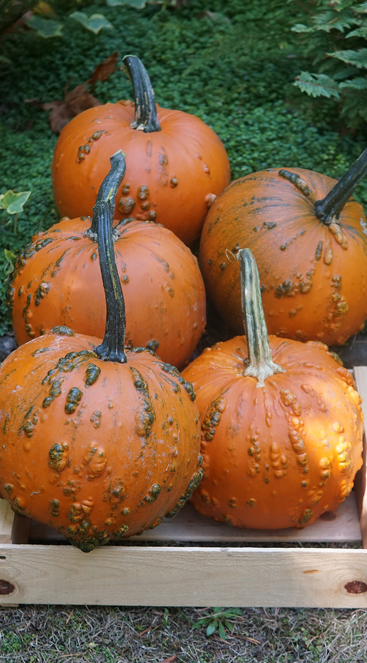 Group of pumpkins in a wooden crate with greenery in the background