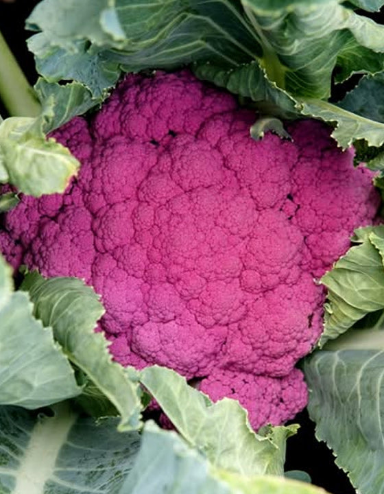 Purple cauliflower head surrounded by green leaves