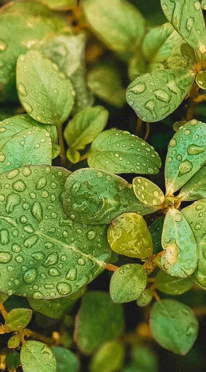 Close-up of green purslane leaves with water droplets on a blurred natural background