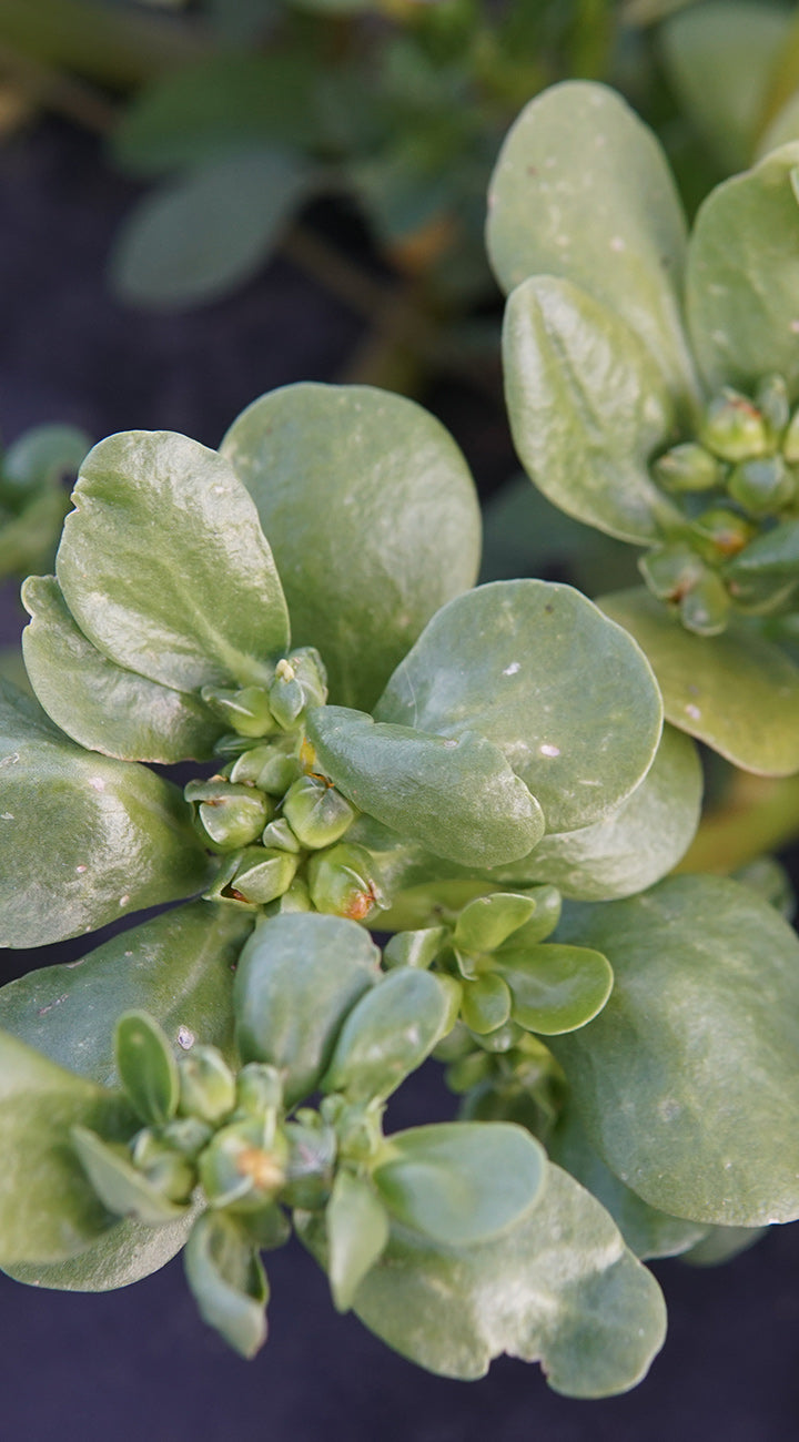 Close-up of Golden purslane showcasing glossy rounded succulent leaves and clustered buds with blurred dark soil background
