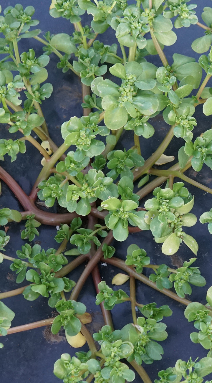 Close-up of green leafy purslane  plants on a dark background