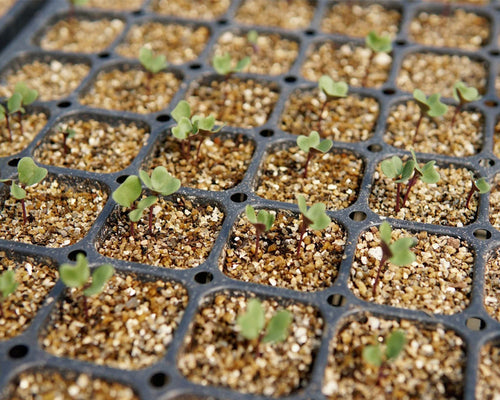 Seedlings in a grid of small pots with growing medium