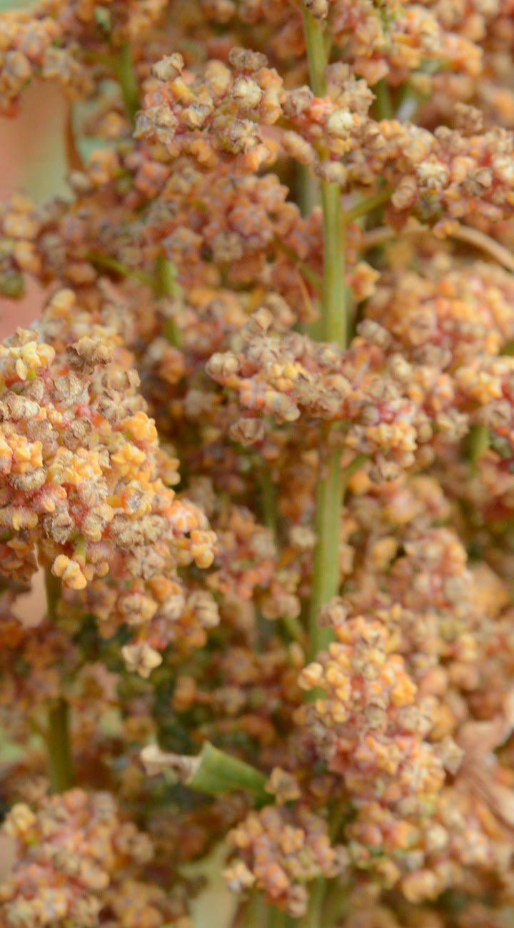 Close-up of a quinoa plant with small orange flowers and green stems.