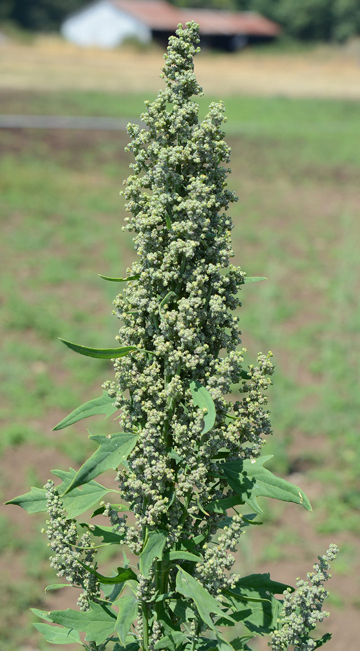 Front view of Brightest Brilliant Rainbow quinoa plant showing dense upright seed panicle with blurred field background