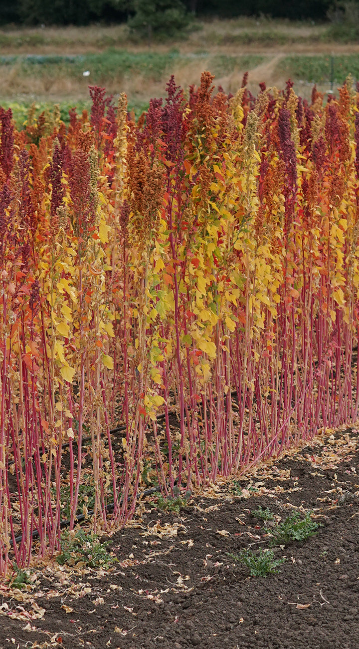 Row of colorful quinoa plants in a field