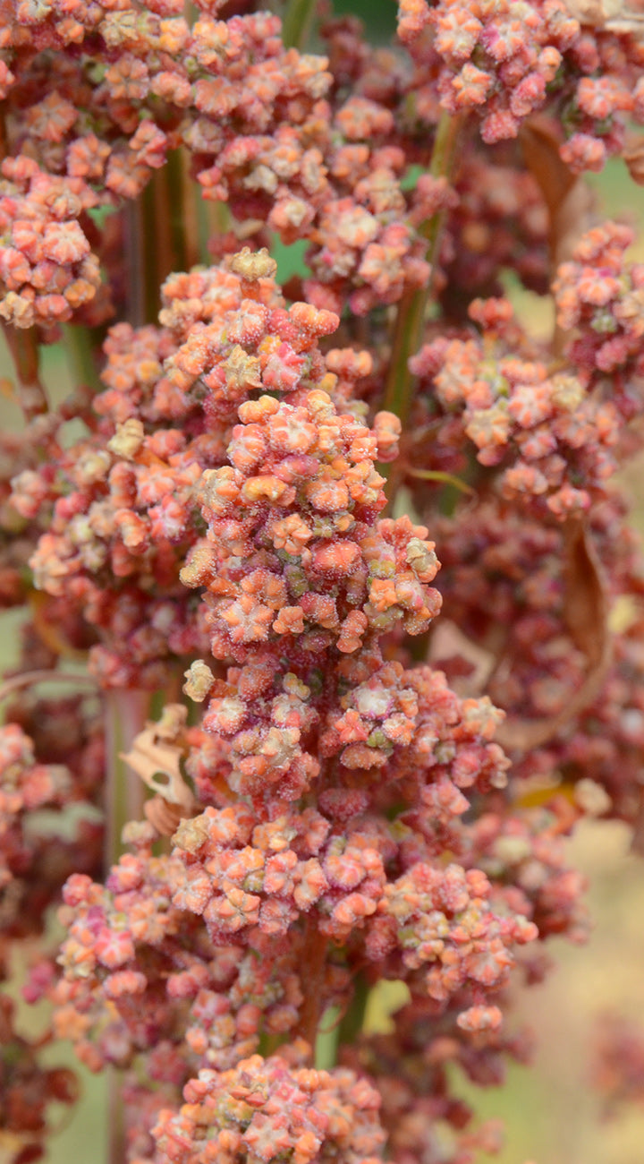 Close-up of Brightest Brilliant Rainbow quinoa seed head showcasing multicolored coral and pink seed clusters with blurred green background