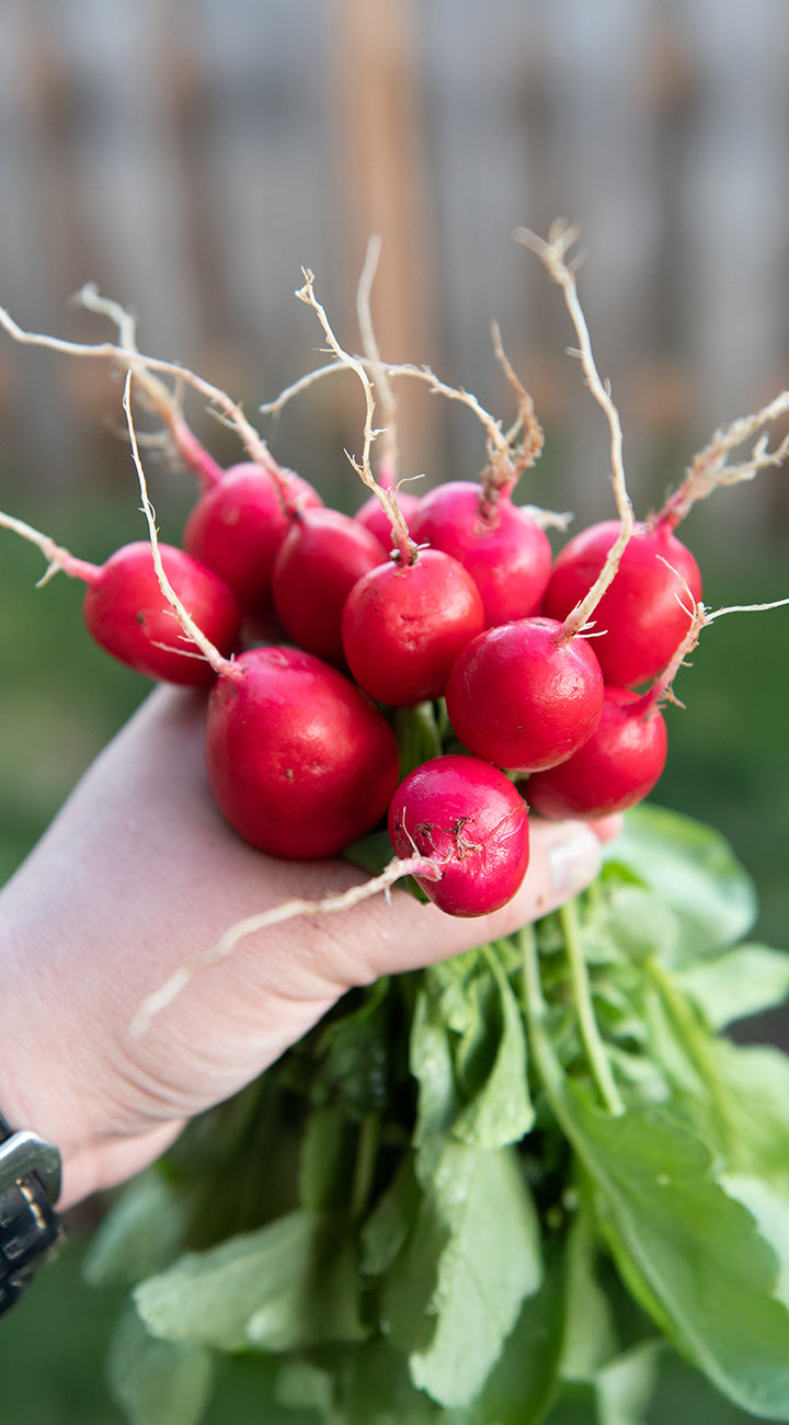 Hand holding a bunch of red radishes with green leaves against a blurred natural background
