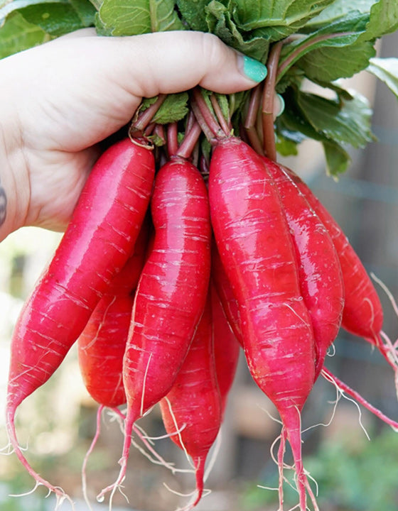 Hand holding a bunch of red radishes with green leaves.