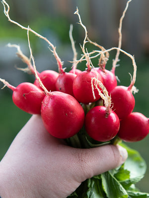 Hand holding a bunch of red radishes with green leaves against a blurred natural background