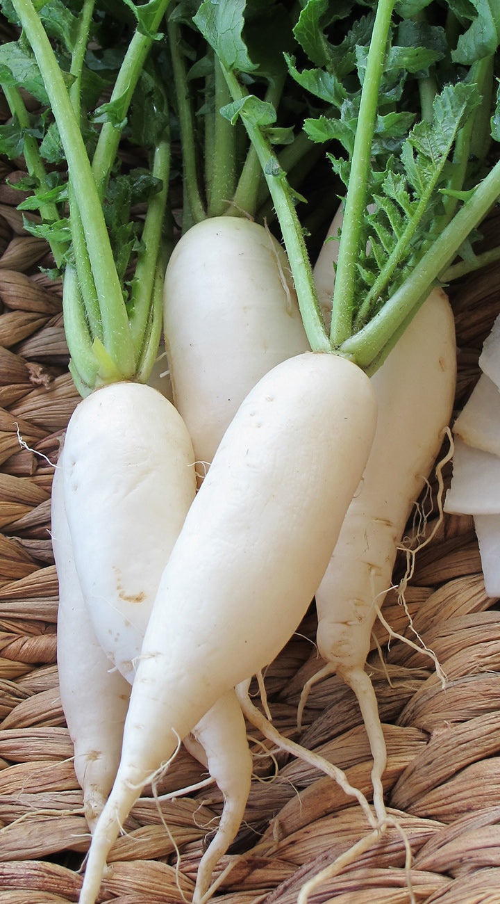 Close-up of Dragon radishes showing smooth white tapered roots with green tops on a woven basket