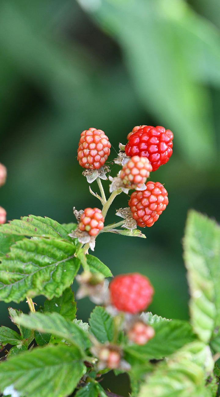 Red raspberries on a green bush with a blurred green background