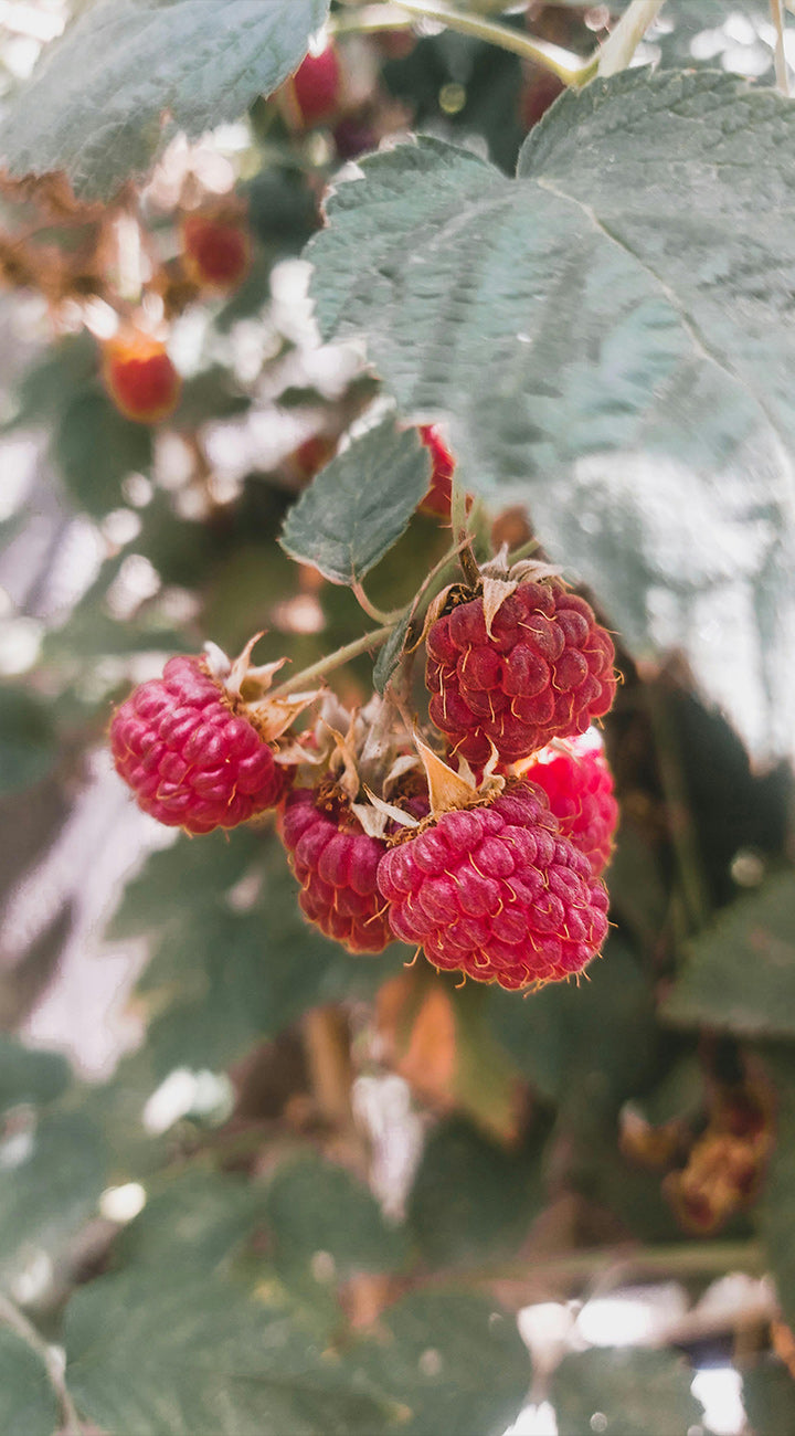 Close-up of red raspberries on a branch with green leaves.
