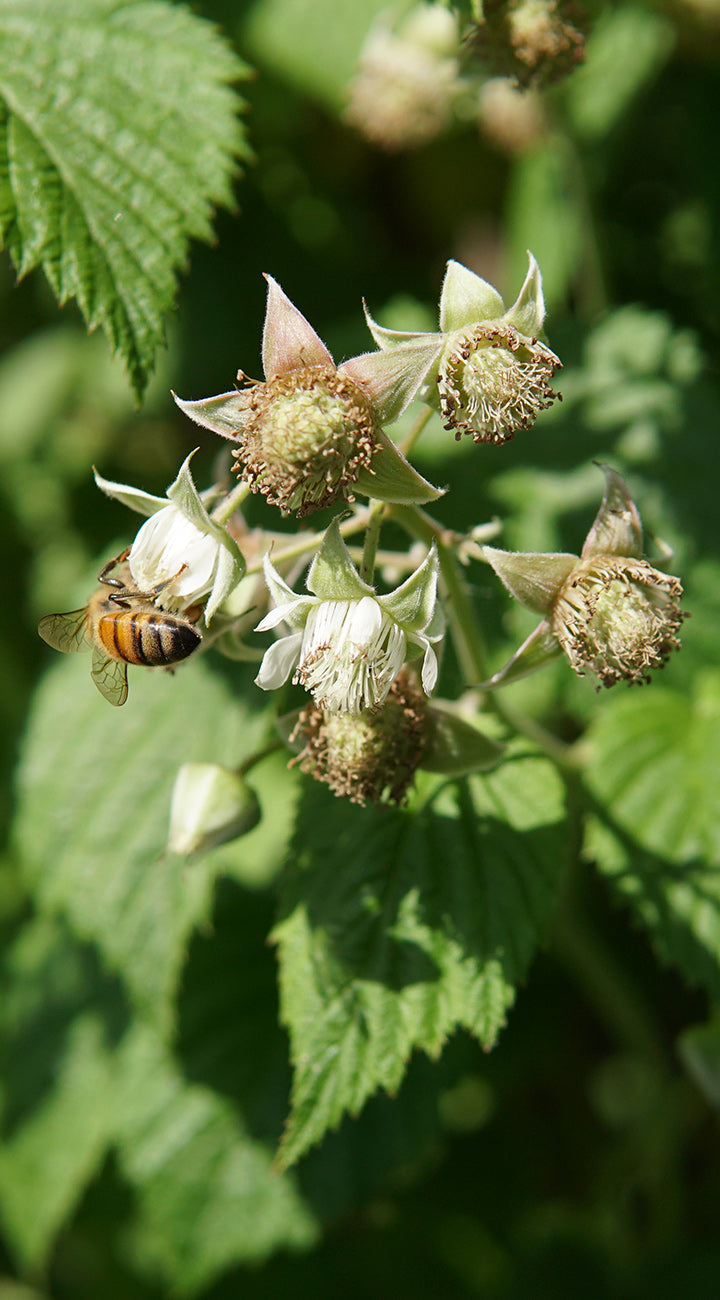 Close-up of Caroline Everbearing raspberry with white flowers, developing fruit and a bee pollinating against green leaves