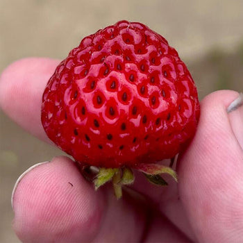 Close-up of Raspyberry strawberry showing raspberry-like bumpy texture and glossy red color, held between fingertips for scale