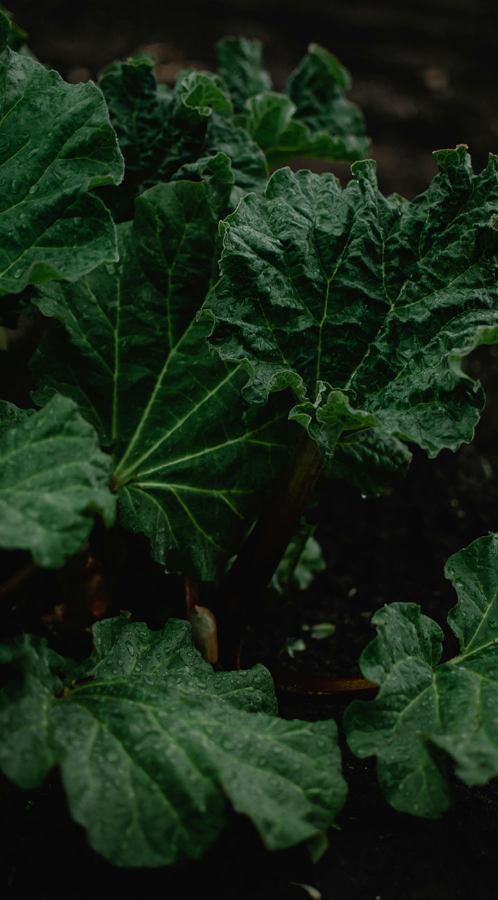 Close-up of green rhubarb leaves with a dark background