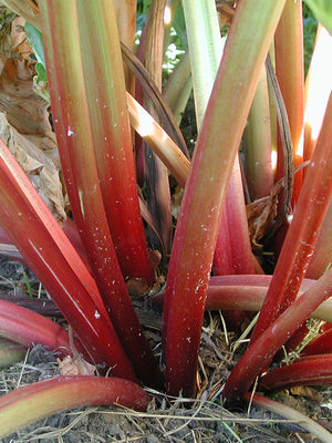 Close-up of red rhubarb stalks growing in a garden.