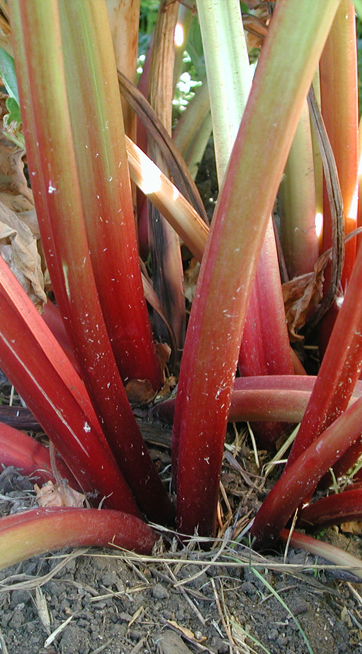 Close-up of red rhubarb stalks growing in the ground