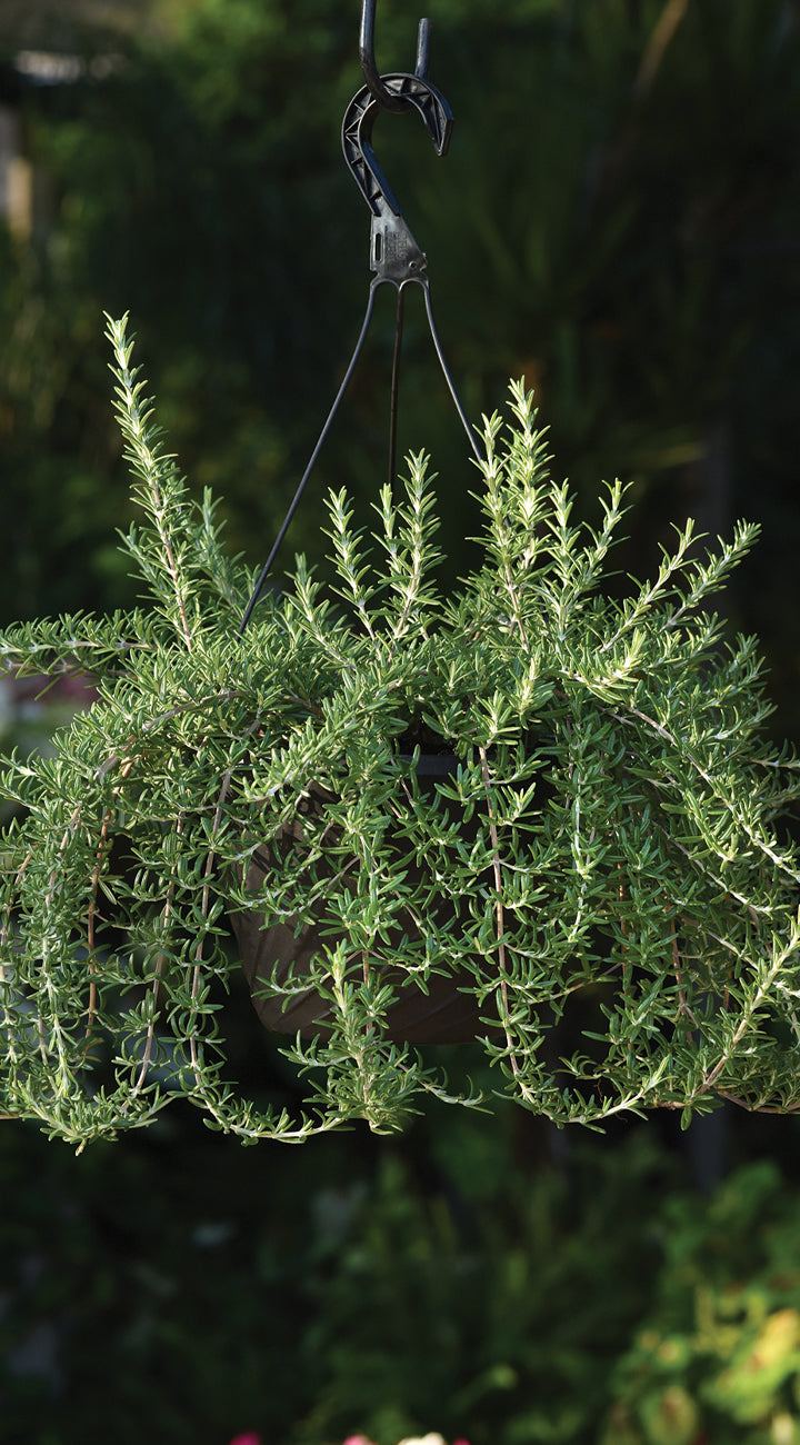 Hanging basket with green rosemary against a blurred natural background