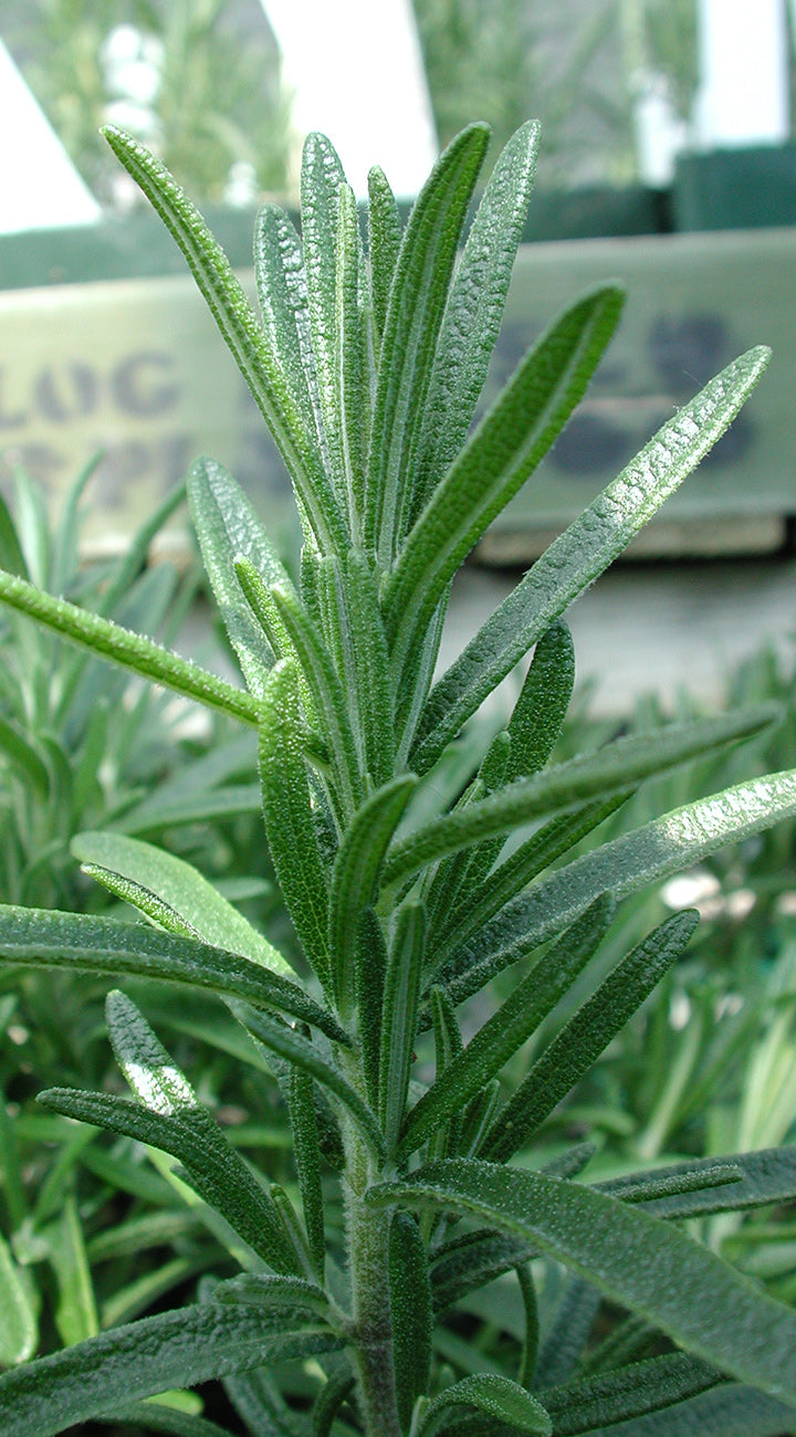 Close-up of a green rosemary plant with a blurred background