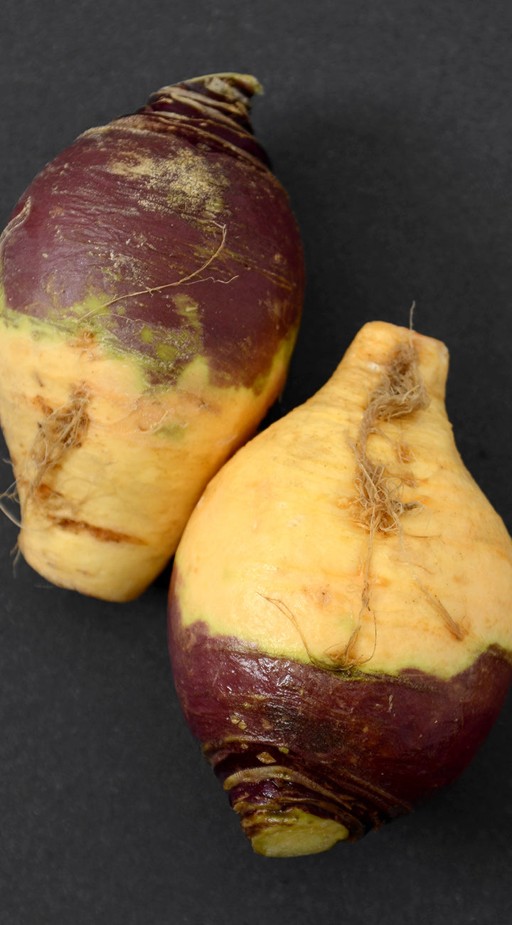 Two rutabaga with purple and yellow skin on a dark background