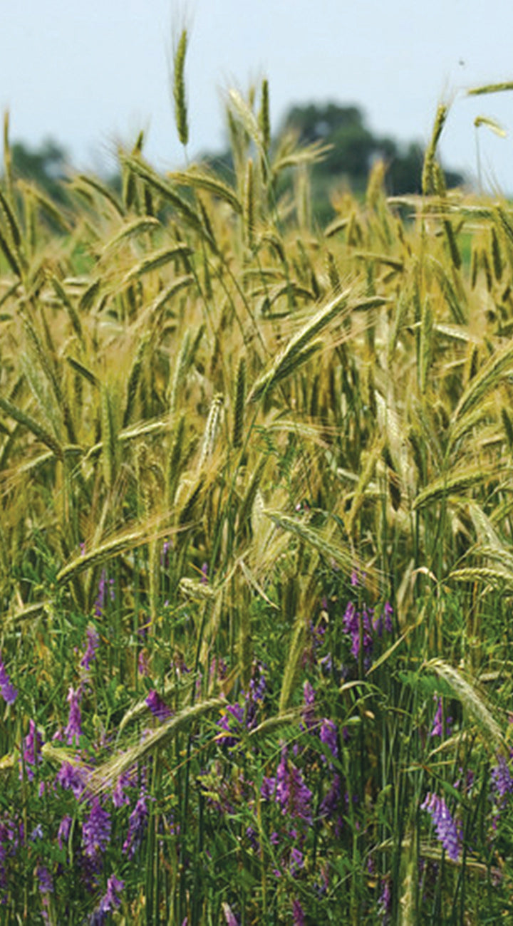 Field of rye with purple flowers under a clear blue sky
