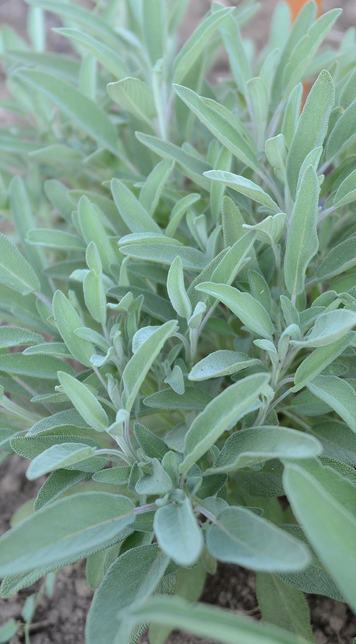 Close-up of a sage plant with green leaves