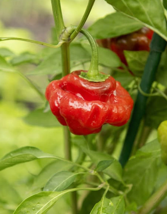 Red chili pepper on a plant with green leaves