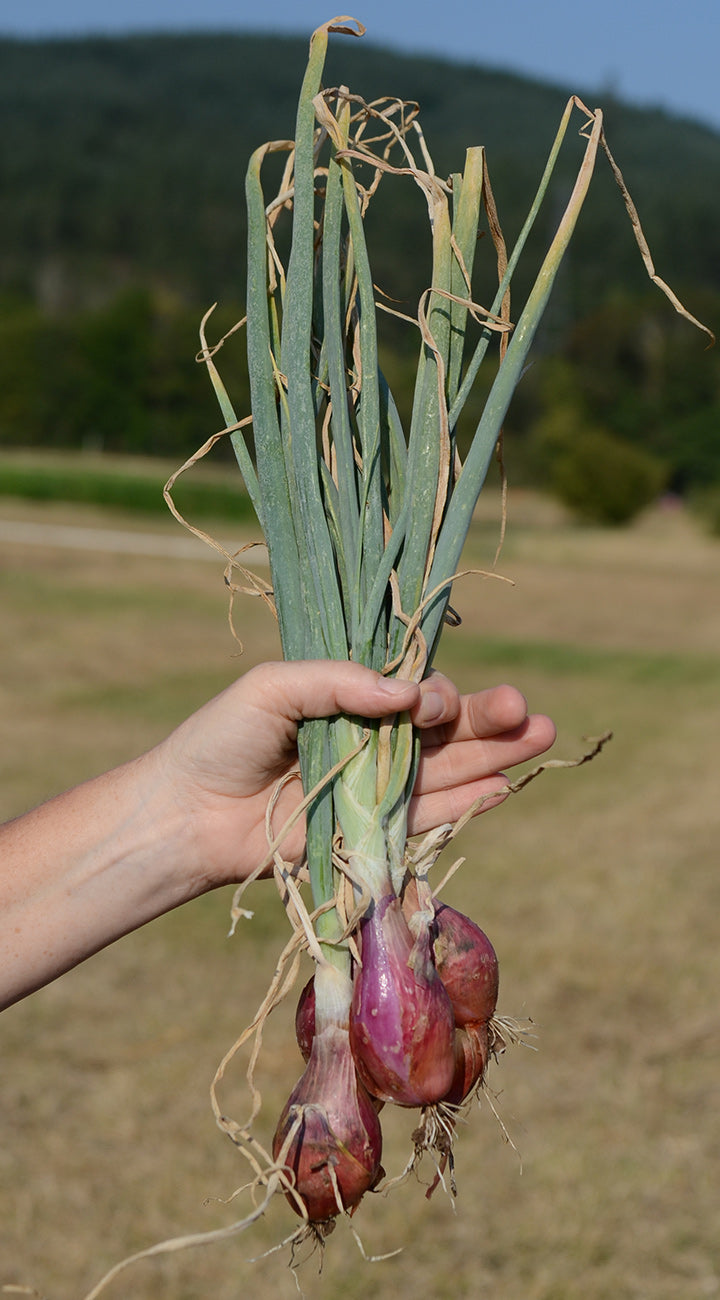 Hand holding a bundle of freshly harvested shallots with a natural background