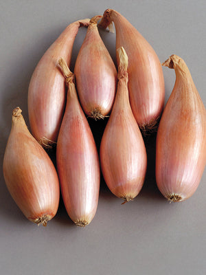 Group of shallots on a gray background