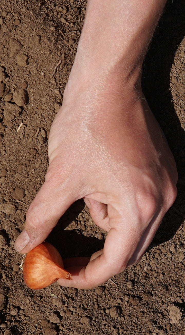Hand pulling a small onion out of the soil