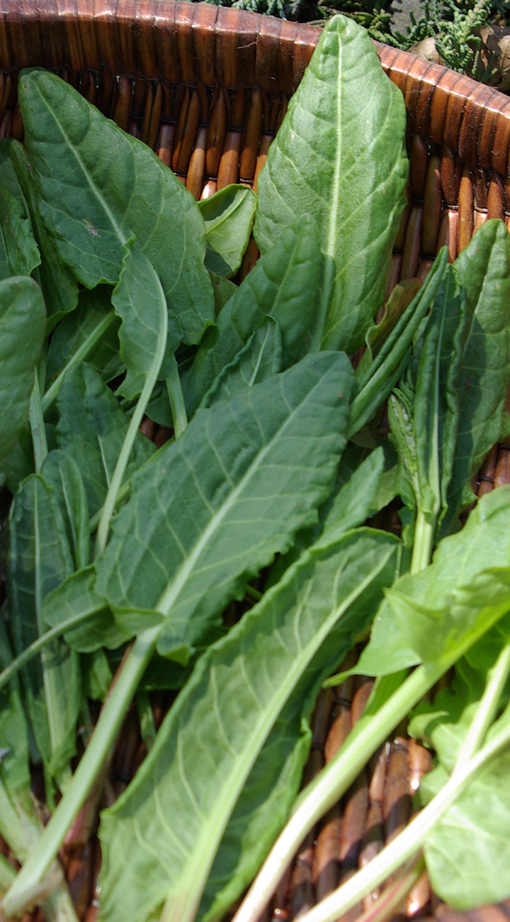 Close-up of green leafy sorrel with a woven basket background