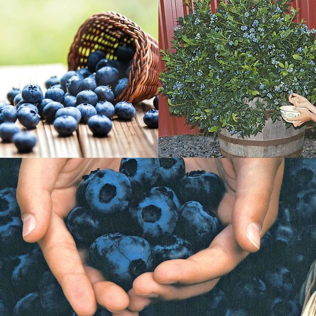 Collage of blueberries in a basket, on a table, and held in hands with a plant in the background.