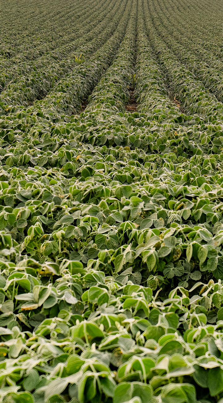 Field of Soybeans