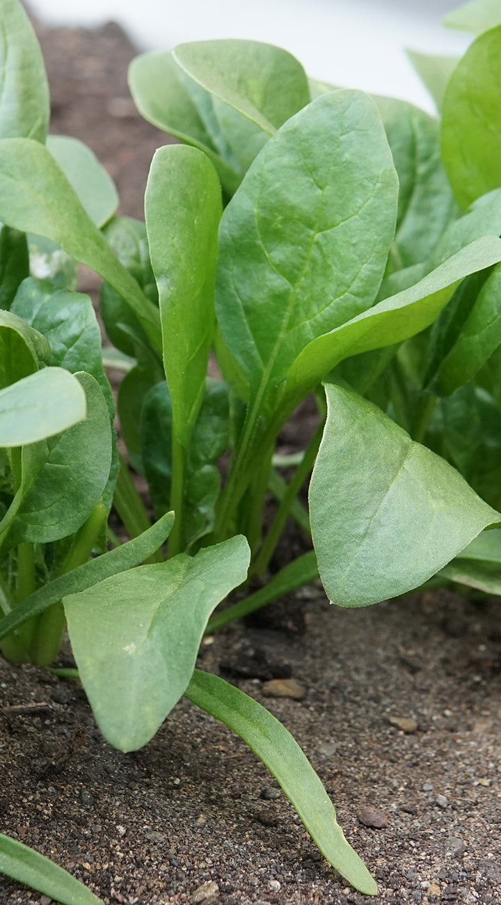 Young green spinach plants growing in soil